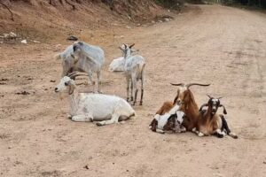 Capilla El Algarrobal