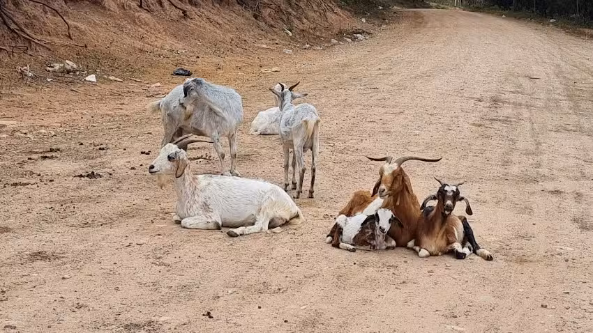 Capilla El Algarrobal