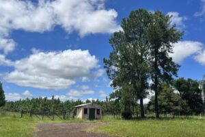 Capillita San Antonio