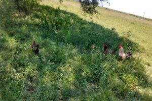 Iglesia Evangelica Metodista