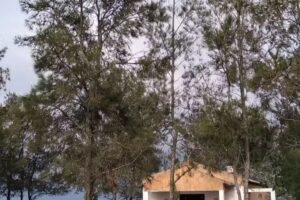 IGLESIA san Cayetano, El Taco