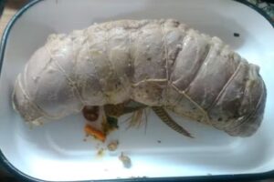 Parroquia Santa Maria de la Rocca