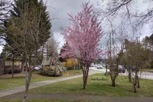 Plazoleta De La Virgen